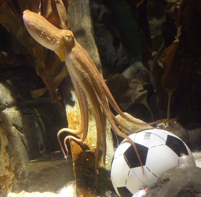 占いタコのパウル逝く、W杯8試合の勝敗を的中させ話題に