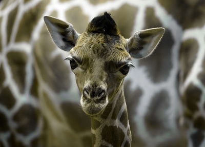 生後5日の愛らしい表情、キリンの赤ちゃん スペイン