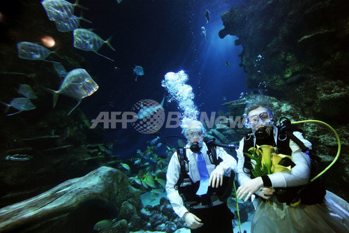 バレンタインデーの水中挙式 ロンドン水族館 写真4枚 ファッション ニュースならmode Press Powered By Afpbb News