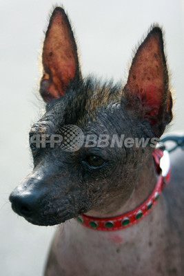 オバマ家のペット 問題 ペルーが伝統の無毛犬贈呈を提案 写真4枚 ファッション ニュースならmode Press Powered By Afpbb News