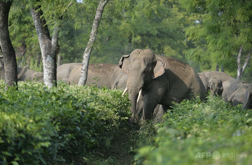 インドから日本に絶滅危惧種アジアゾウ4頭空輸、動物交換に非難の声
