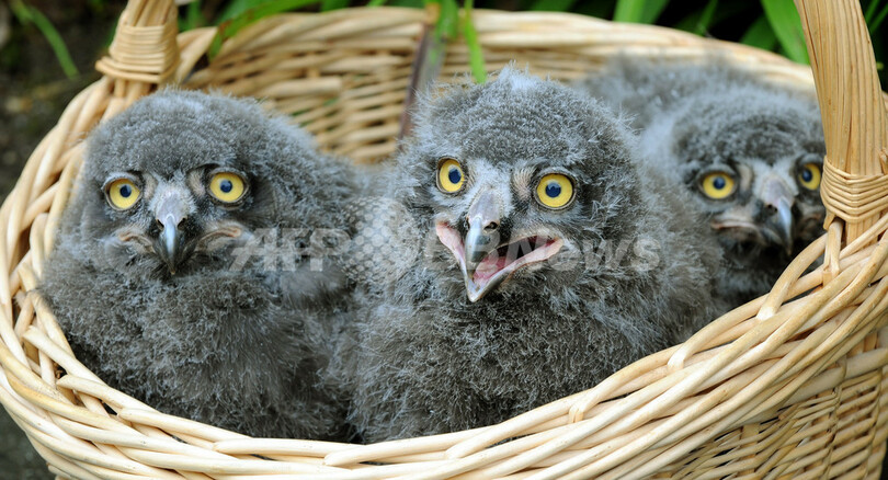 生後4週間のシロフクロウの赤ちゃん ドイツ 写真2枚 国際ニュース Afpbb News