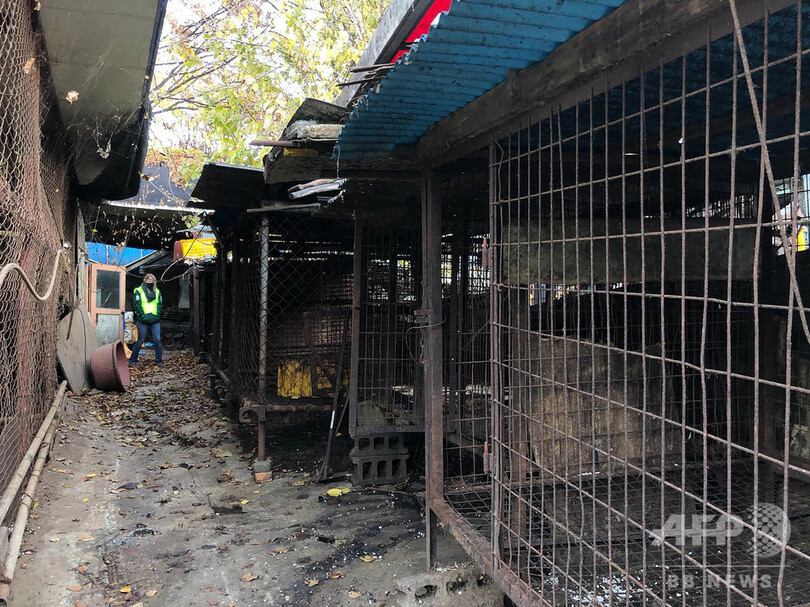 韓国最大の犬の食肉処理施設 解体始まる 犬食への非難高まる中 写真6枚 国際ニュース Afpbb News