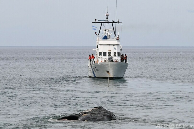 クジラの死骸相次ぎ発見、赤潮か アルゼンチン