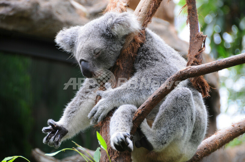 オーストラリアの 世界最高の仕事 募集スタート 写真1枚 国際ニュース Afpbb News