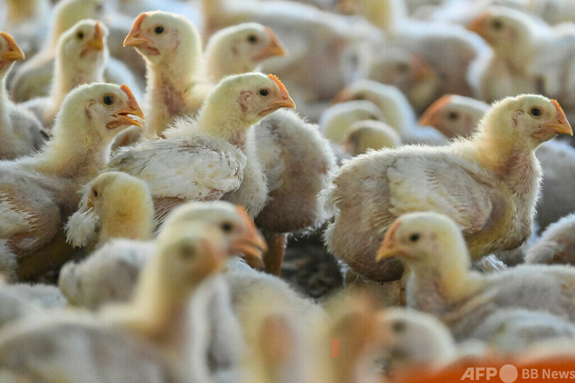 中国で鳥インフル感染者死亡 H3N8型で初 WHO