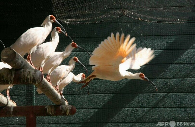 中日交流に寄り添う「吉祥の鳥」