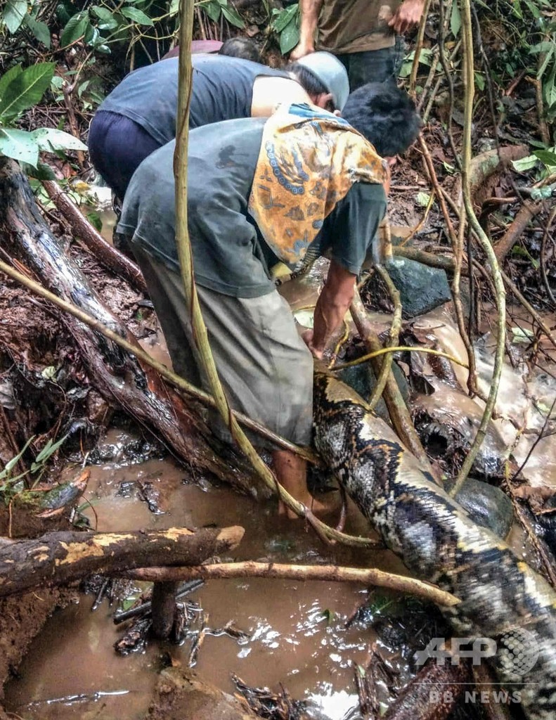 ウナギ捕りに出掛けた村人ら、8メートルのヘビ捕獲 インドネシア