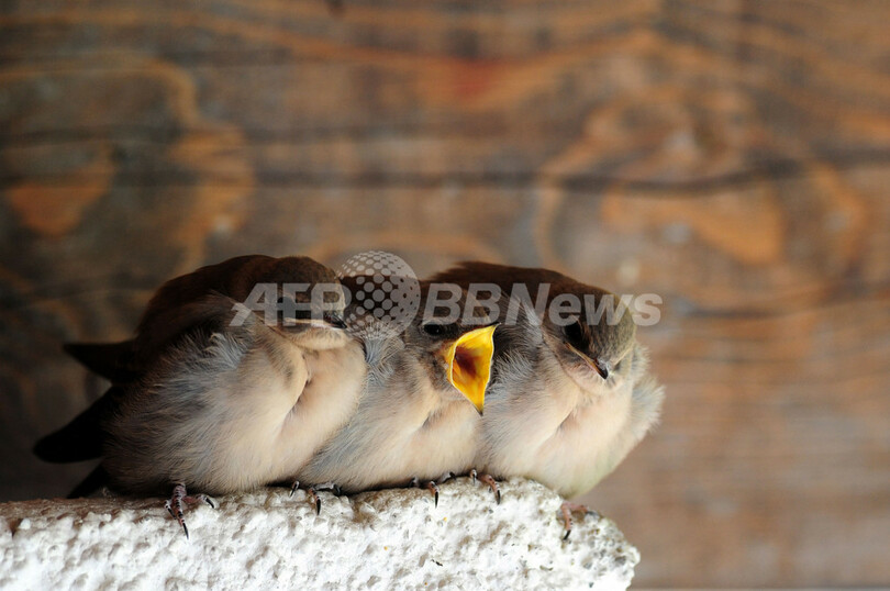 軒下で身を寄せ合う鳥たち イタリア 写真1枚 国際ニュース Afpbb News