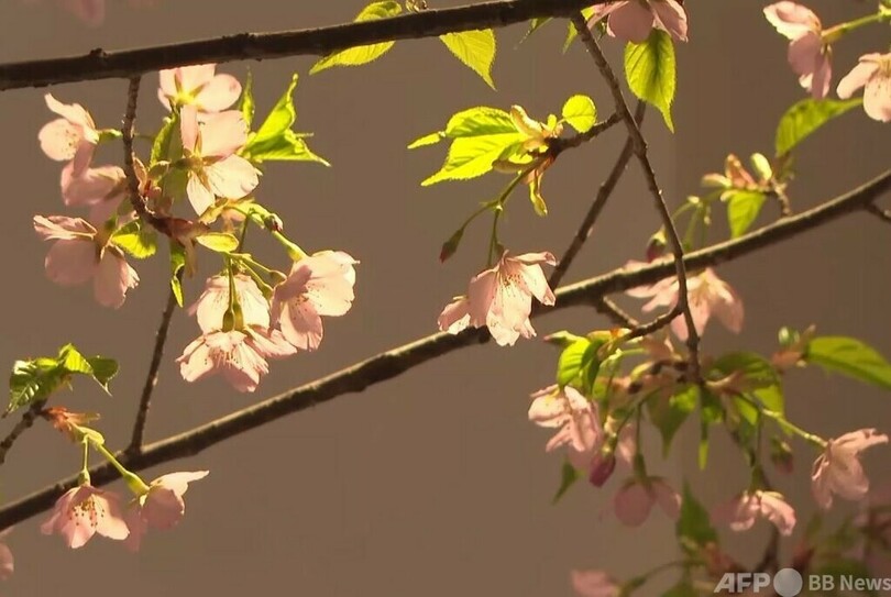 北京玉淵潭公園の温室で屋外より2カ月早く 早咲き桜が開花