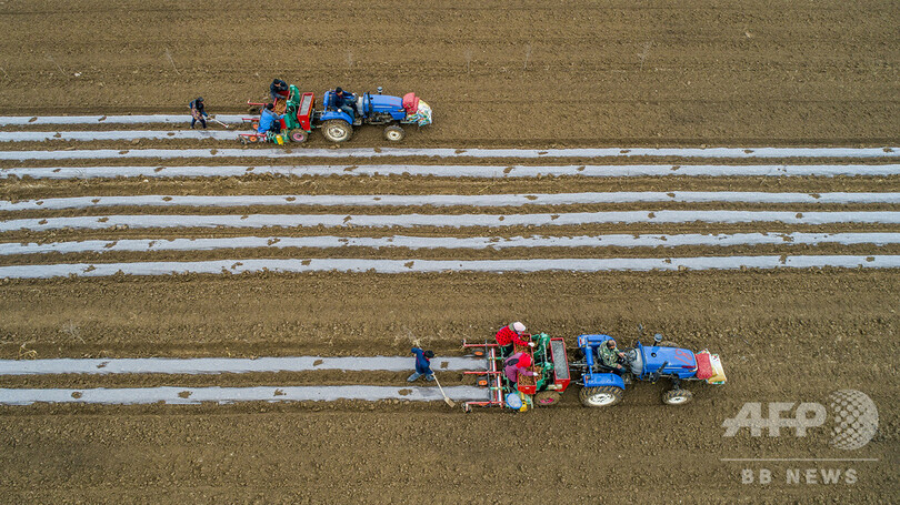 ザクロとジャガイモのリレー栽培 江蘇で春季の耕作始まる