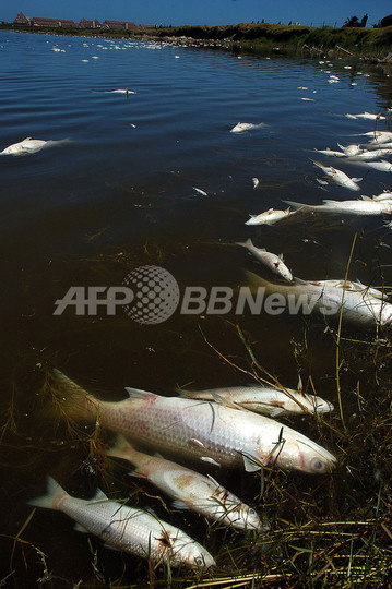 魚が原因不明の大量死、ザンビア 魚が原因不明の大量死、ザンビア