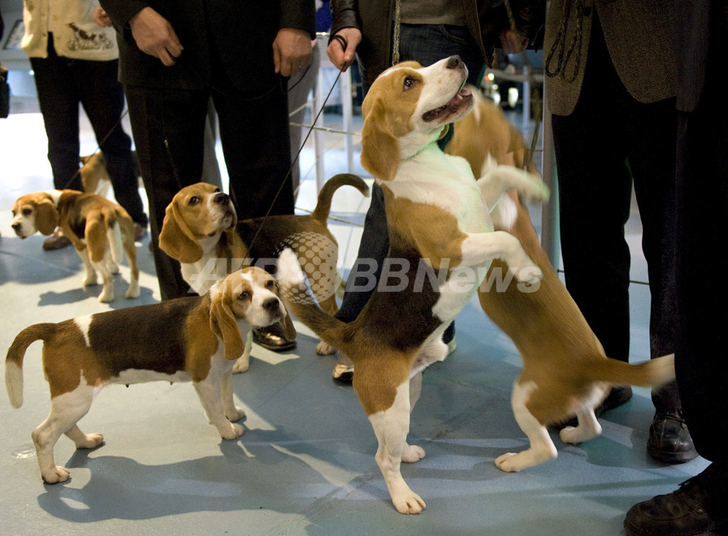 ポップカルチャーで人気の犬 トップ125発表 スヌーピーが1位に 写真7枚 国際ニュース Afpbb News