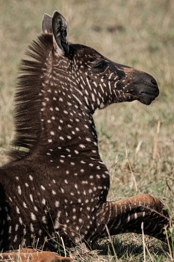 水玉模様の子シマウマ見つかる、ケニアの野生保護区 写真16枚 国際
