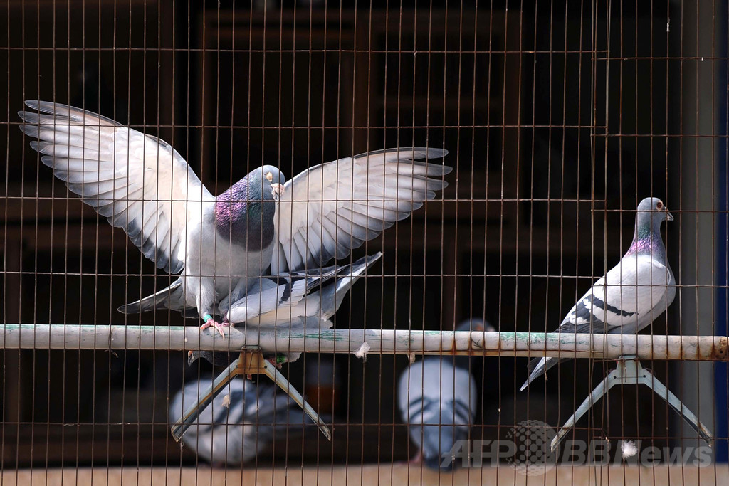 香港、H7N9型鳥インフルで初の死者 80歳男性 香港、H7N9型鳥インフルで初の死者 80歳男性