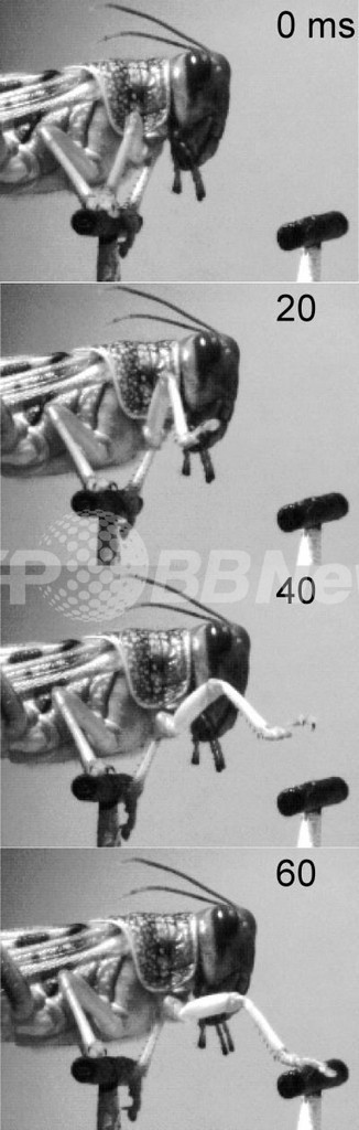 バッタは歩くとき視覚に頼っている、ケンブリッジ大研究 バッタは歩くとき視覚に頼っている、ケンブリッジ大研究
