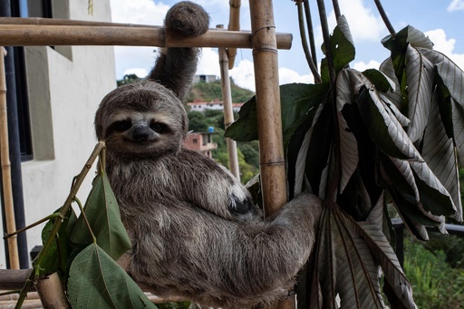 ナマケモノ好きにはたまらない 笑顔の呪い」 ナマケモノ保護に夫婦で尽力 ベネズエラ 写真21枚 国際