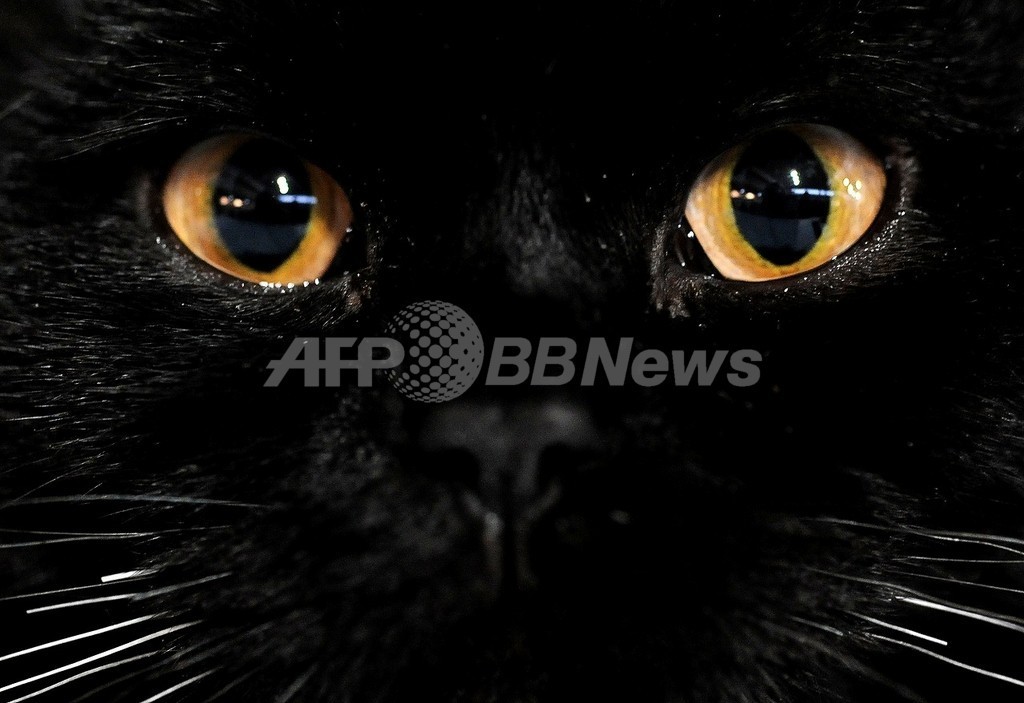 シェフが「猫肉」を推奨!?大論争に 「ネコの日」のイタリア シェフが「猫肉」を推奨!?大論争に 「ネコの日」のイタリア