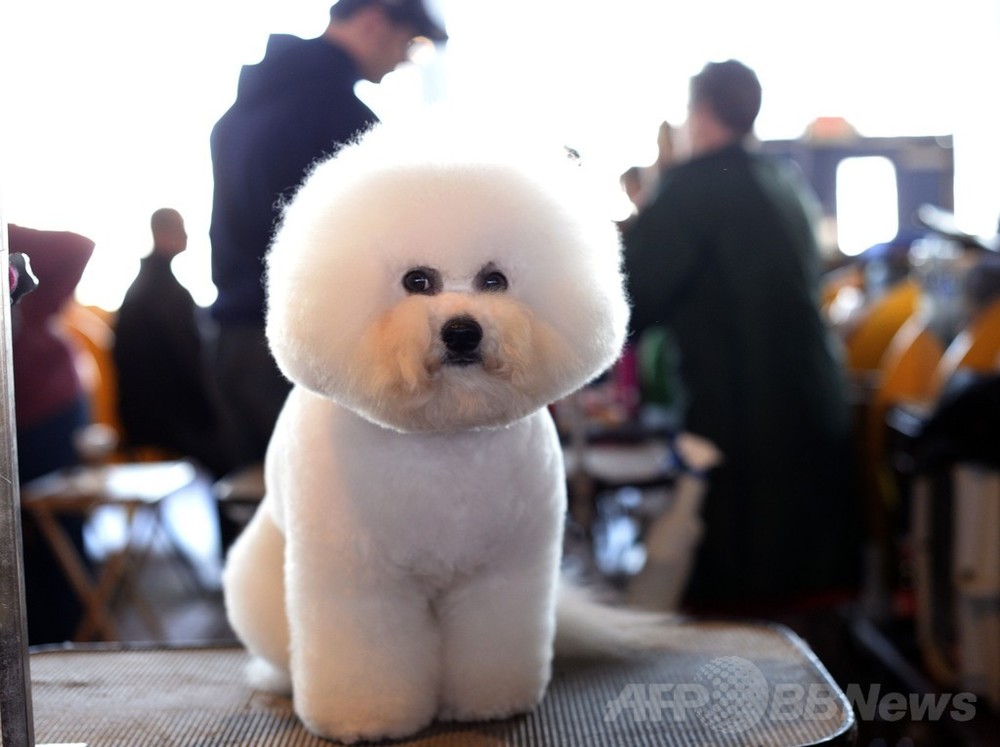 「美犬」大集合、ウエストミンスター・ケンネル・クラブ・ドッグショー 写真30枚 国際ニュース：AFPBB News