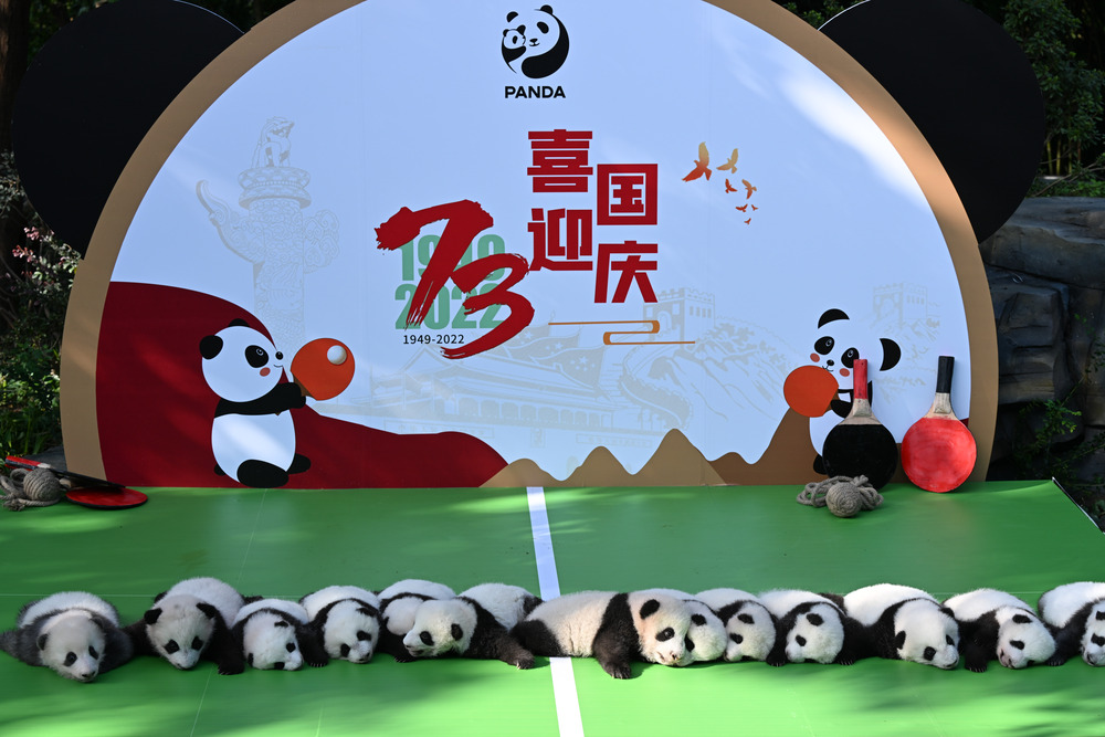今年生まれた赤ちゃんパンダが大集合 中国・成都市 写真11枚 国際ニュース:AFPBB News