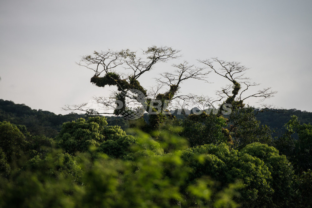 アマゾン熱帯雨林の樹木 数種類の樹木が大半を占める 写真1枚 国際ニュース Afpbb News
