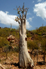 2008年3月27日、イエメンのソコトラ（Socotra）島で生育する珍しい固有の樹木。(c)AFP/KHALED FAZAA
