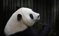 中国・四川（Sichuan）省成都（Chengdu）にあるパンダ繁育研究基地（Chengdu Research Base of Giant Panda Breeding）で飼育されている雌のジャイアントパンダ、アイヒン（Ai Hin、愛浜、2014年7月17日撮影）。(c)AFP