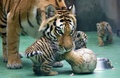 チェコ東部オロモウツの動物園でお披露目された双子のシベリアトラの子どもと世話を焼く母親トラ（2015年6月30日撮影）。(c)AFP/RADEK MICA