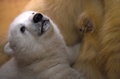 ドイツ・ブレーマーハーフェンの動物園で、お乳を飲むホッキョクグマの赤ちゃん（2016年3月9日撮影）。(c)AFP/Carmen Jaspersen