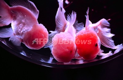 涼やかな金魚の競演 日本橋で アートアクアリウム 写真11枚 ファッション ニュースならmode Press Powered By Afpbb News