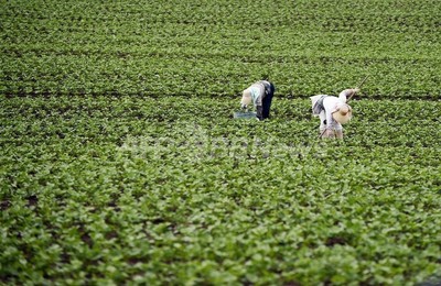 日本語の起源は朝鮮半島にあり 方言の共通祖先を発見 東大 写真1枚 国際ニュース Afpbb News