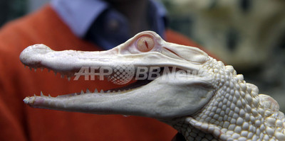 希少な白いワニ、欧州で初めて公開 フランス 写真7枚 国際ニュース