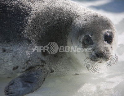 カナダでアザラシ漁解禁 人道的捕獲 は可能か 写真4枚 国際ニュース Afpbb News