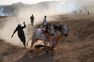 あふれる躍動感、パキスタン伝統の雄牛レース