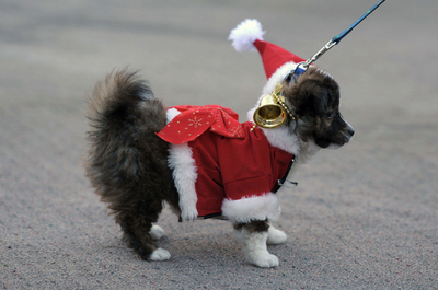 犬用クリスマス衣装の展示会、エルサルバドル