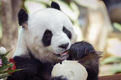 マレーシアの人々 中国に帰国するパンダ2頭と別れを惜しむ