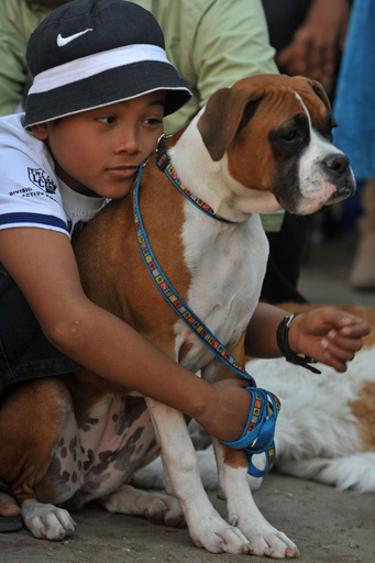 ワンちゃんたちが曲芸披露、インドのドッグショー