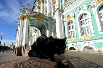 エルミタージュ美術館を守る名物ネコたち、ロシア