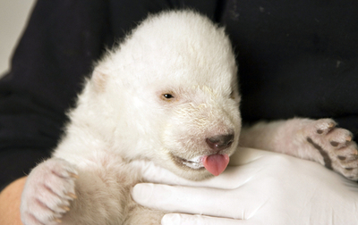 独動物園のホッキョクグマの赤ちゃん、目が開き始める