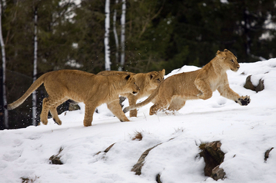 ネコ科だけどこたつより雪？ノルウェーの親子ライオン