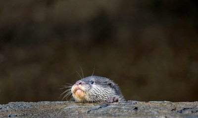 夢心地？ドイツのコツメカワウソ