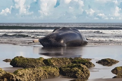 バリ島に打ち上げられた巨大クジラ死ぬ 1週間余りで3頭目