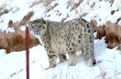 祁連山でユキヒョウが撮影される