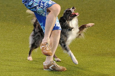 世界最大のドッグショー、今年も開催