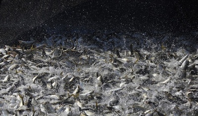 イルカの耳をつんざく「求愛音」、魚の集団繁殖行動 メキシコ