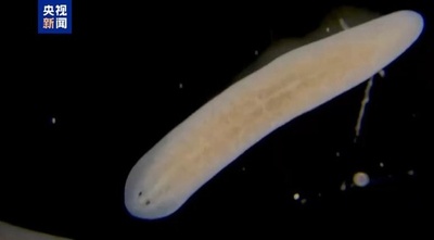 プラナリアが初めて宇宙へ 神舟20号乗組員が三つの生命科学実験を計画 中国