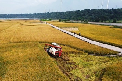 袁隆平氏研究開発のスーパー・ハイブリッドイネ 1ムー当たり生産量が世界新記録の1251.5キロに
