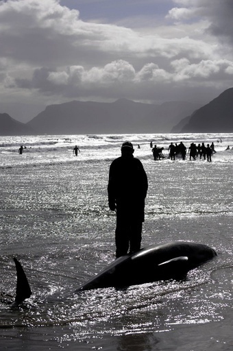 ゴンドウクジラの集団座礁で7頭死亡、南アフリカ