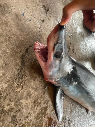 本格的な避暑シーズン…韓国・東海岸に「攻撃性サメ」出没