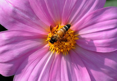 春間近、ダリアの花にとまるミツバチ ニューデリー